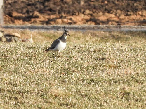 Northern Lapwing - Julie Perrin