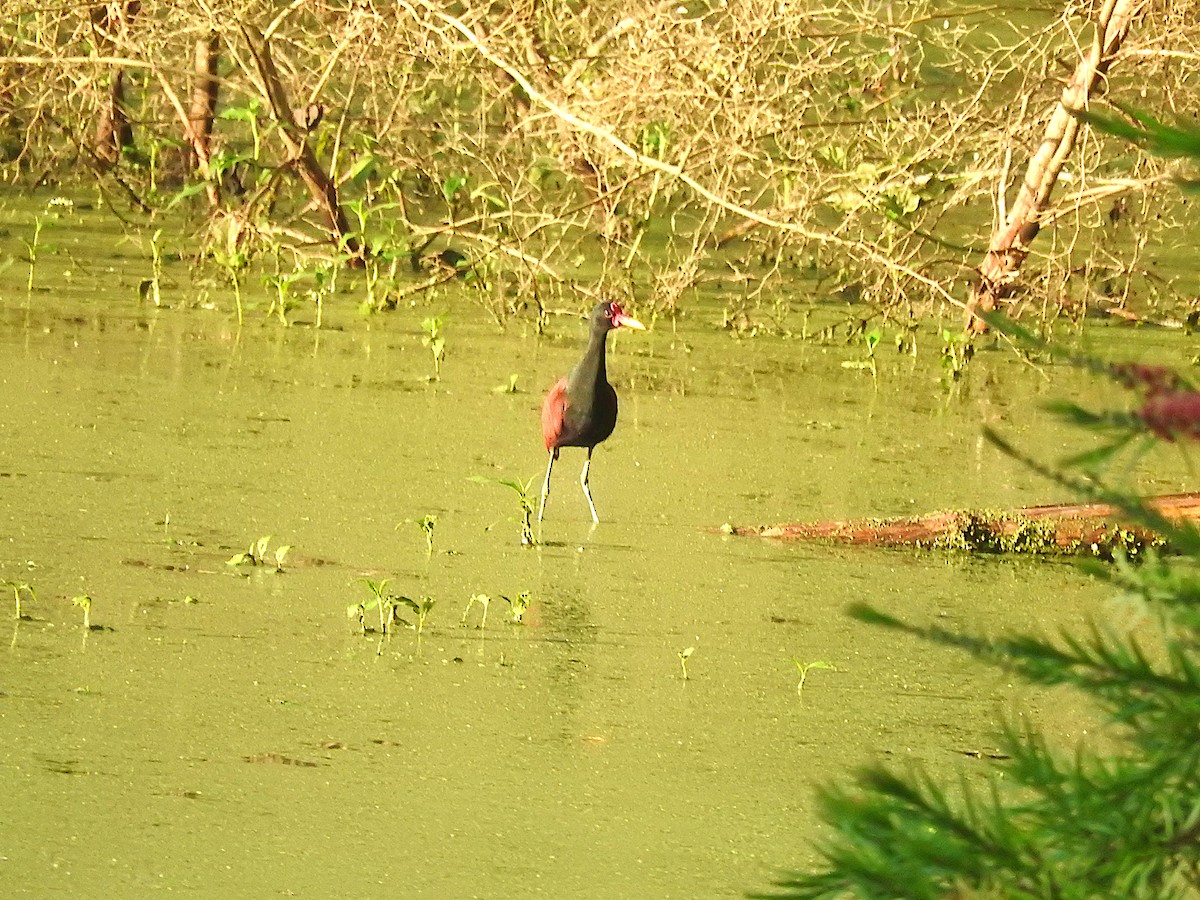 Wattled Jacana - ML519172481