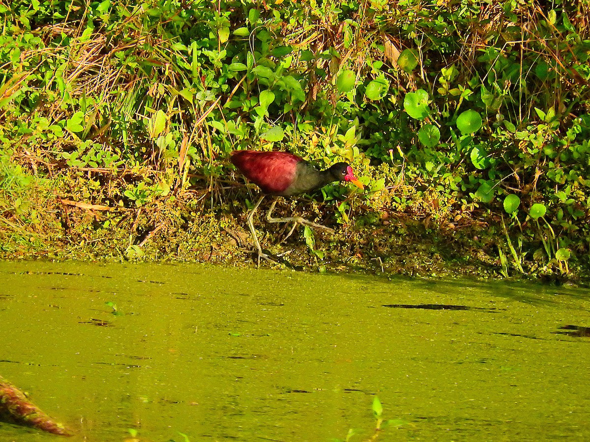 Wattled Jacana - ML519172491