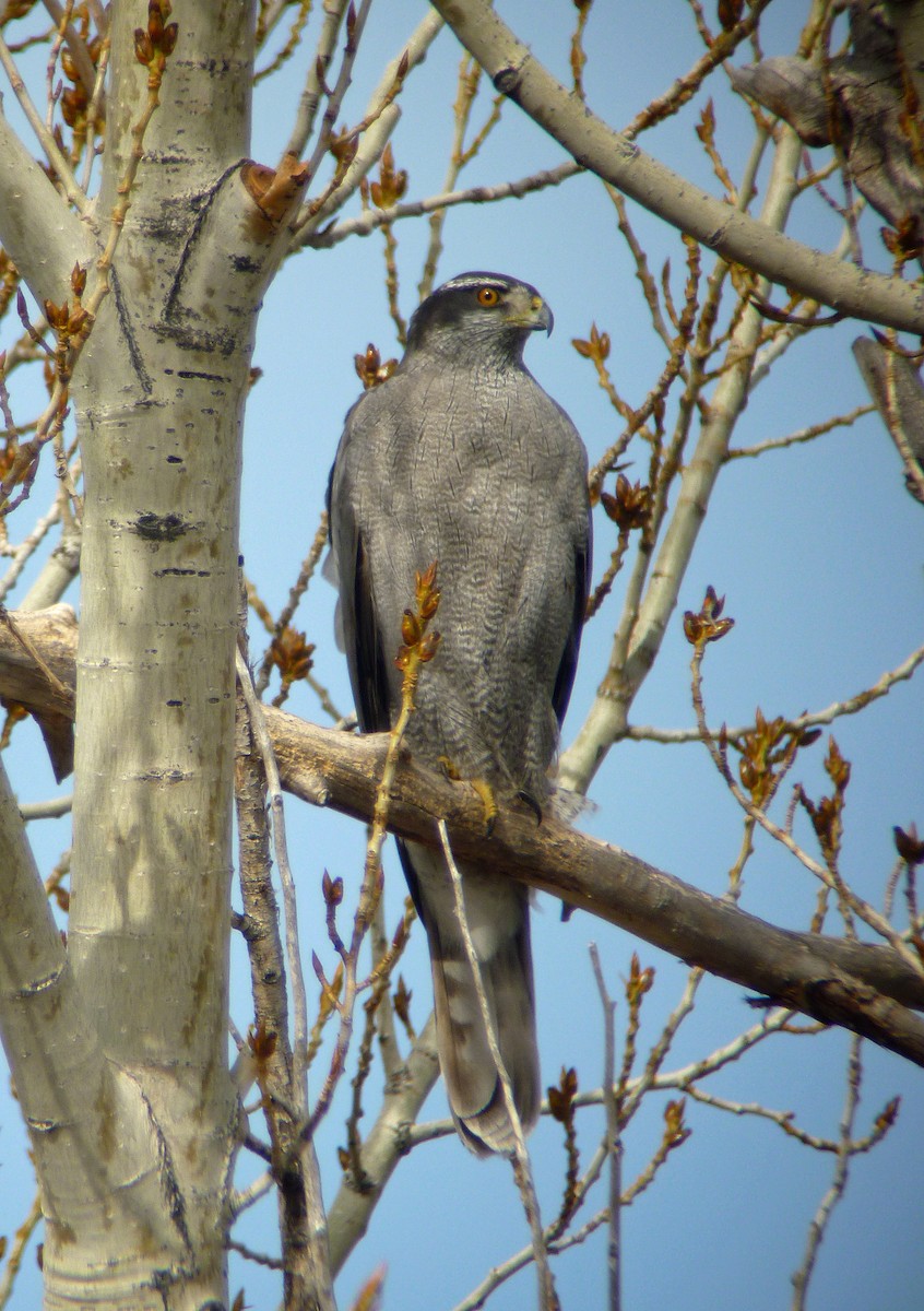 American Goshawk - Nate Kohler