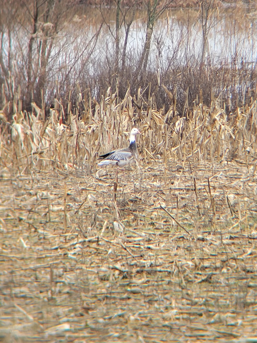 Snow Goose - ML519173431