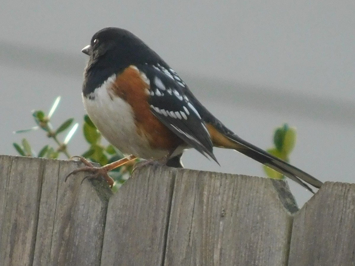 Spotted Towhee - Linda Hagen