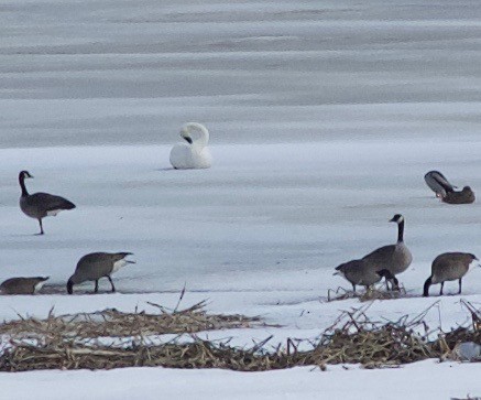 Cygne trompette - ML51917501