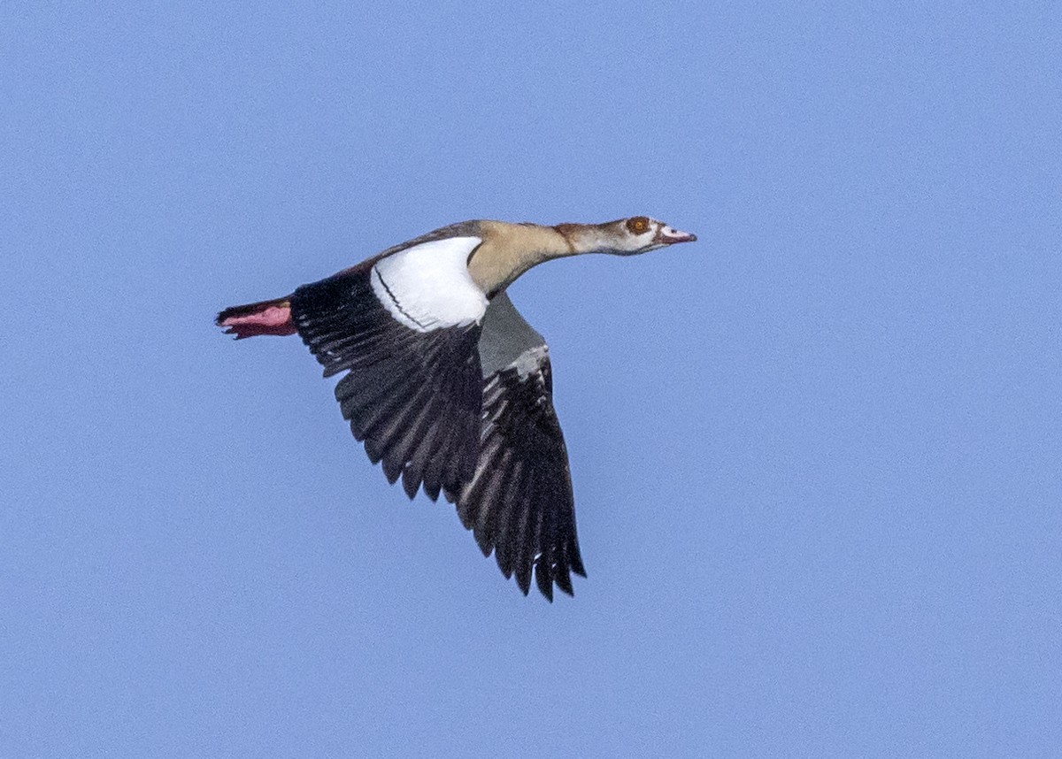 Egyptian Goose - ML519175691