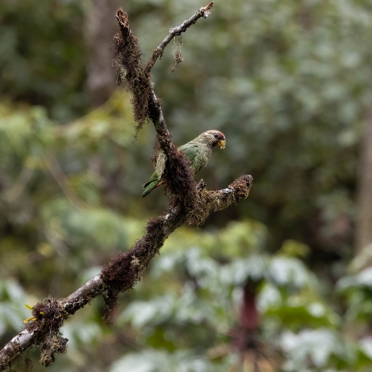 Speckle-faced Parrot - ML519177151