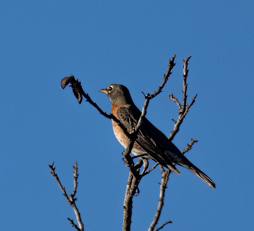 American Robin - ML519177711