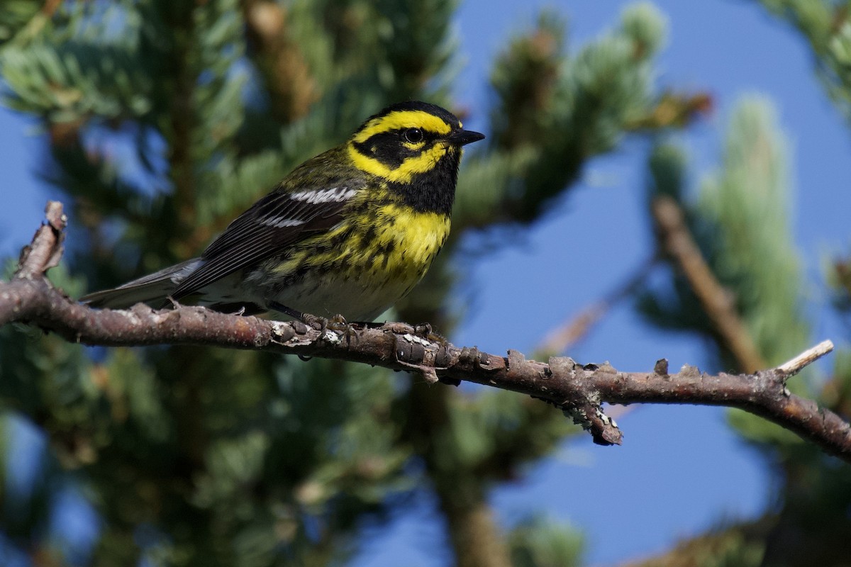 Townsend's Warbler - Josiah Verbrugge