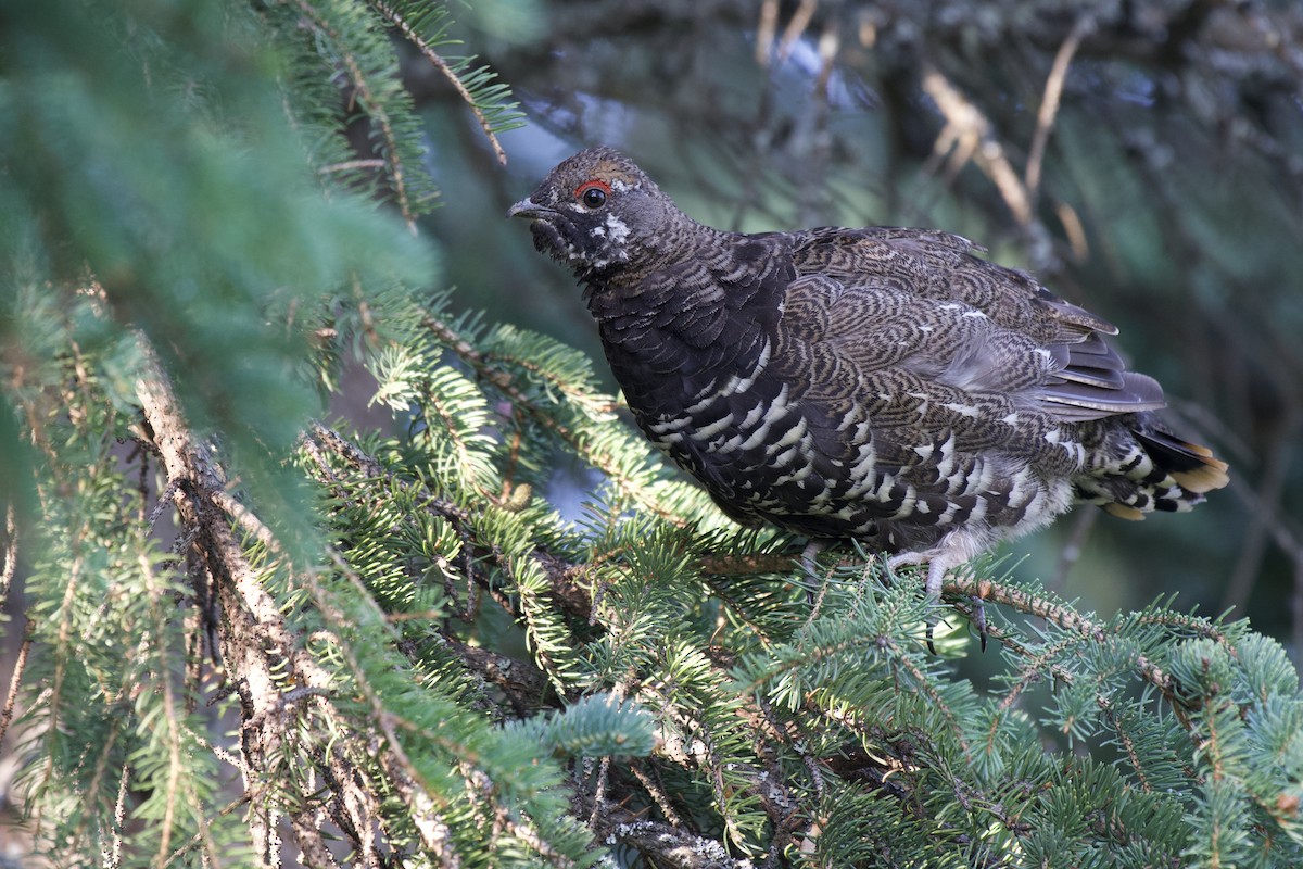 Spruce Grouse - ML519178471