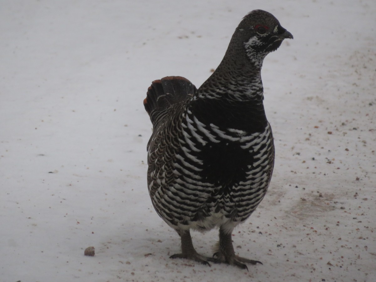 Spruce Grouse - ML519180671