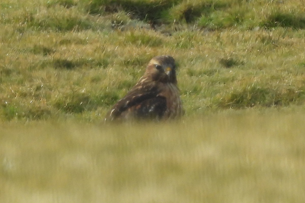 Red-shouldered Hawk - ML519181341