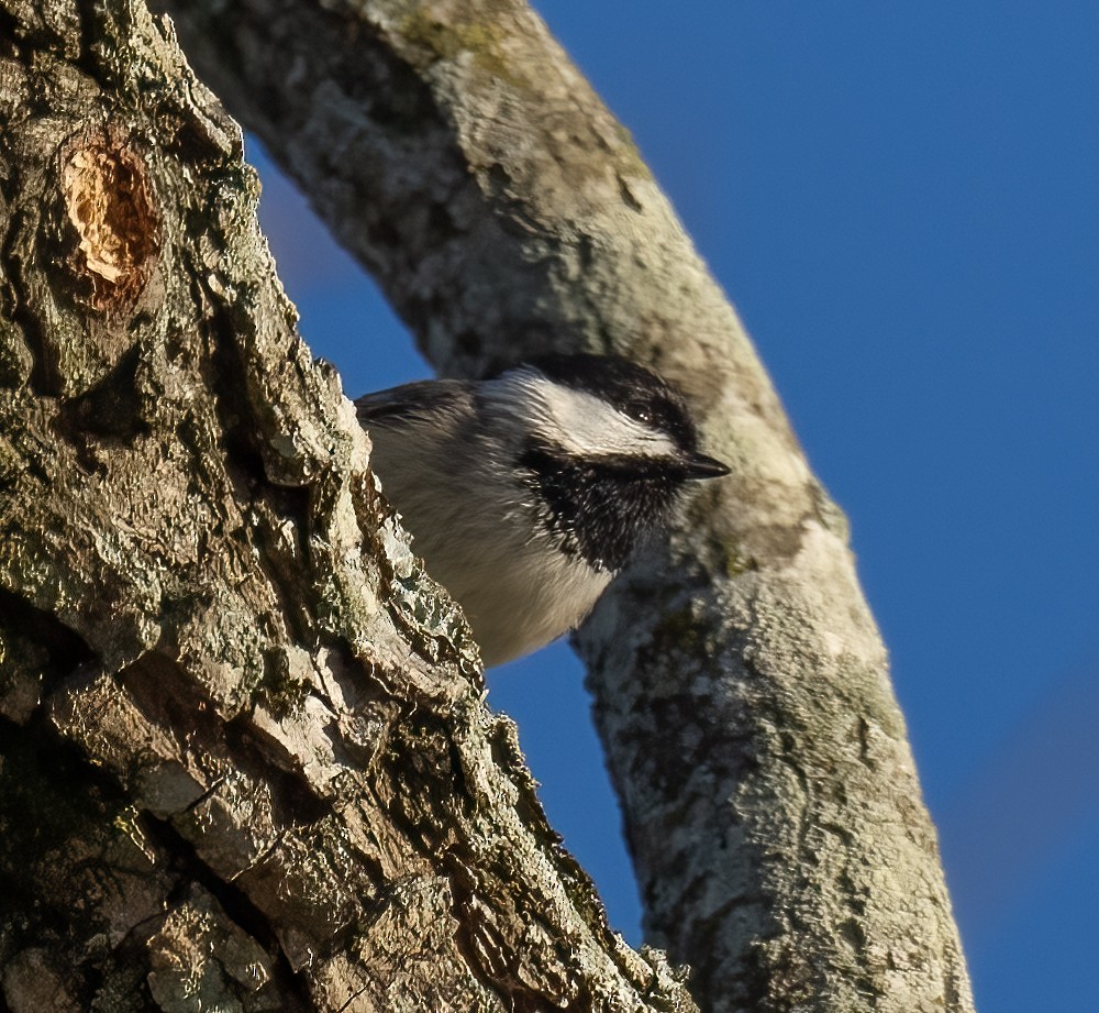 Carolina Chickadee - ML519181901