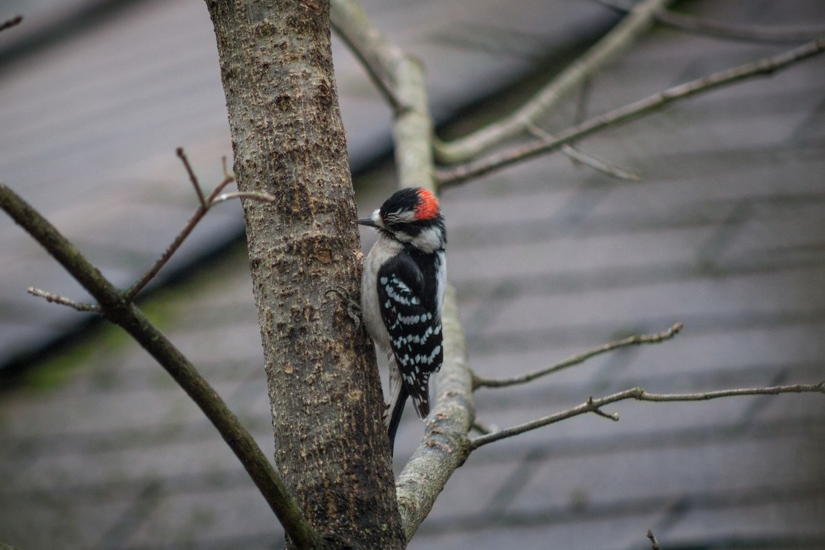 Downy Woodpecker - ML519182831