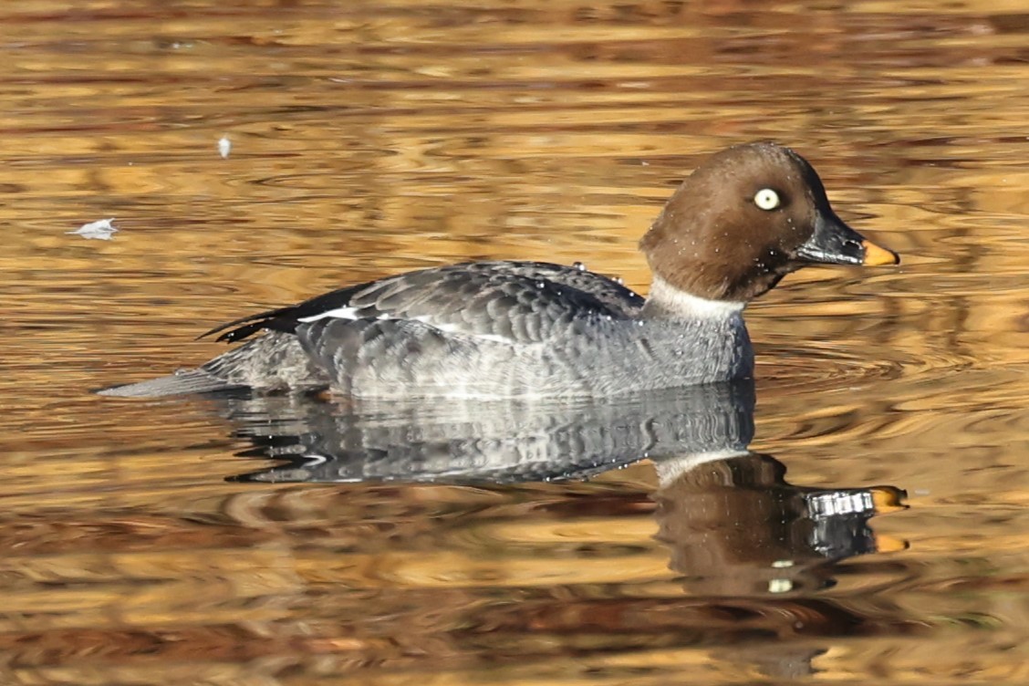 Common Goldeneye - ML519184491