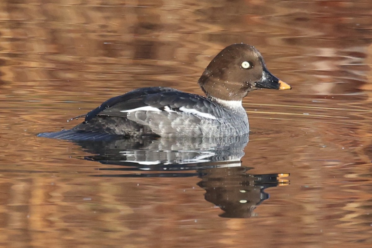 Common Goldeneye - Kathy Richardson