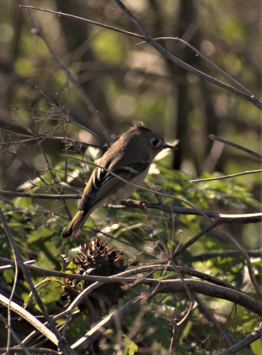 Ruby-crowned Kinglet - ML519184601