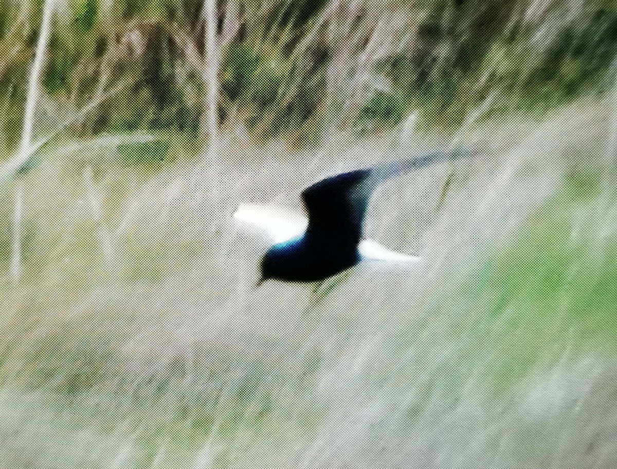 White-winged Tern - ML519185391