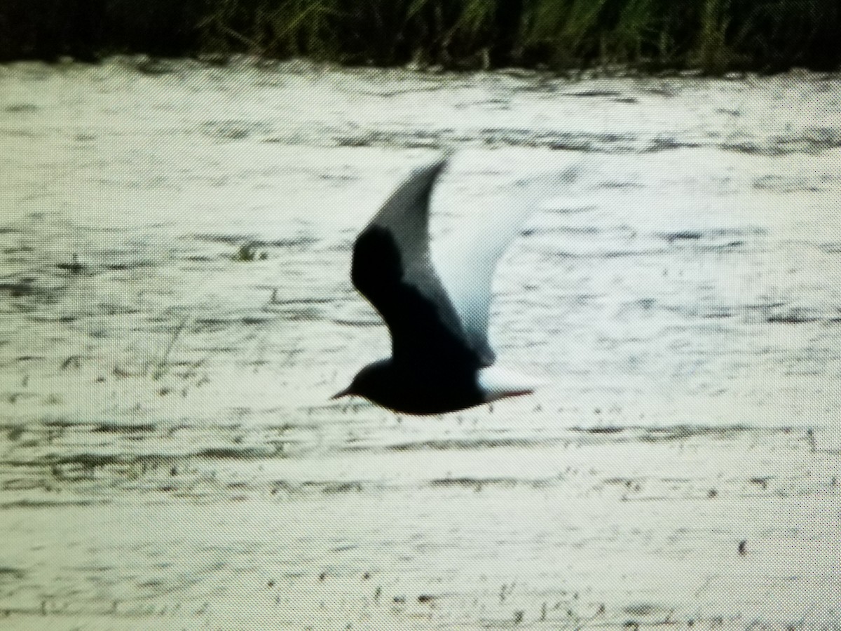 White-winged Tern - ML519185401