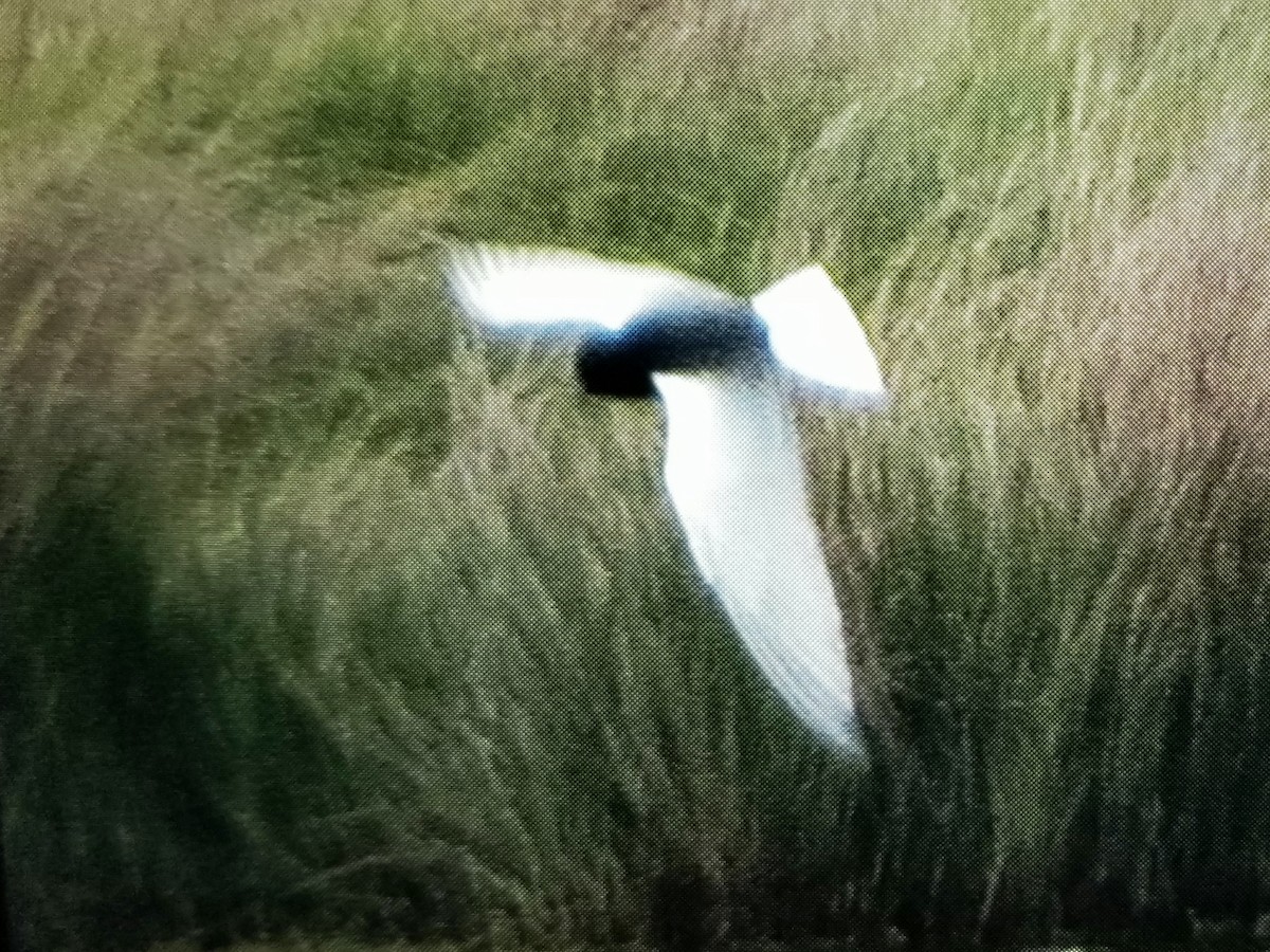 White-winged Tern - ML519185421