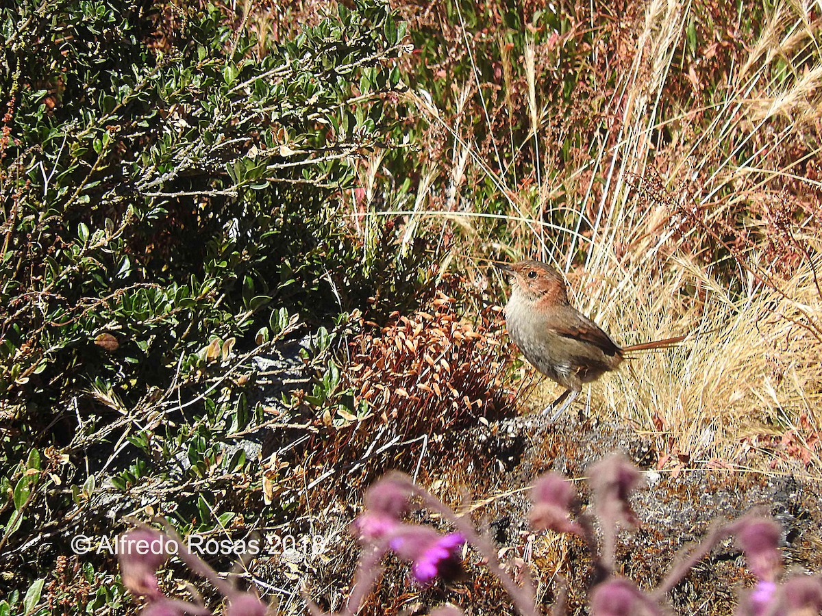 Ochre-browed Thistletail - ML519189191