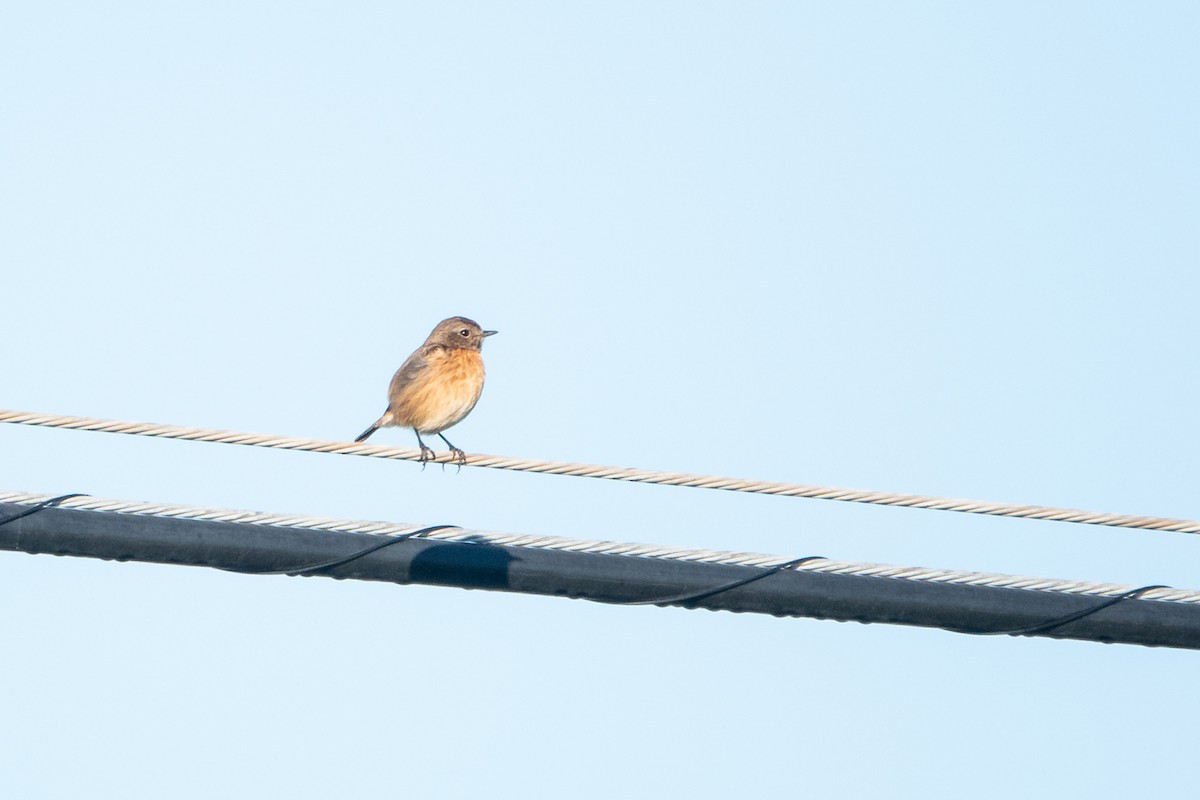 European Stonechat - ML519190831