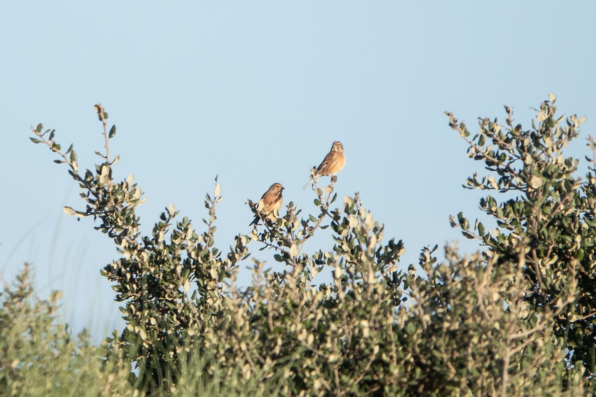 Eurasian Linnet - ML519191321