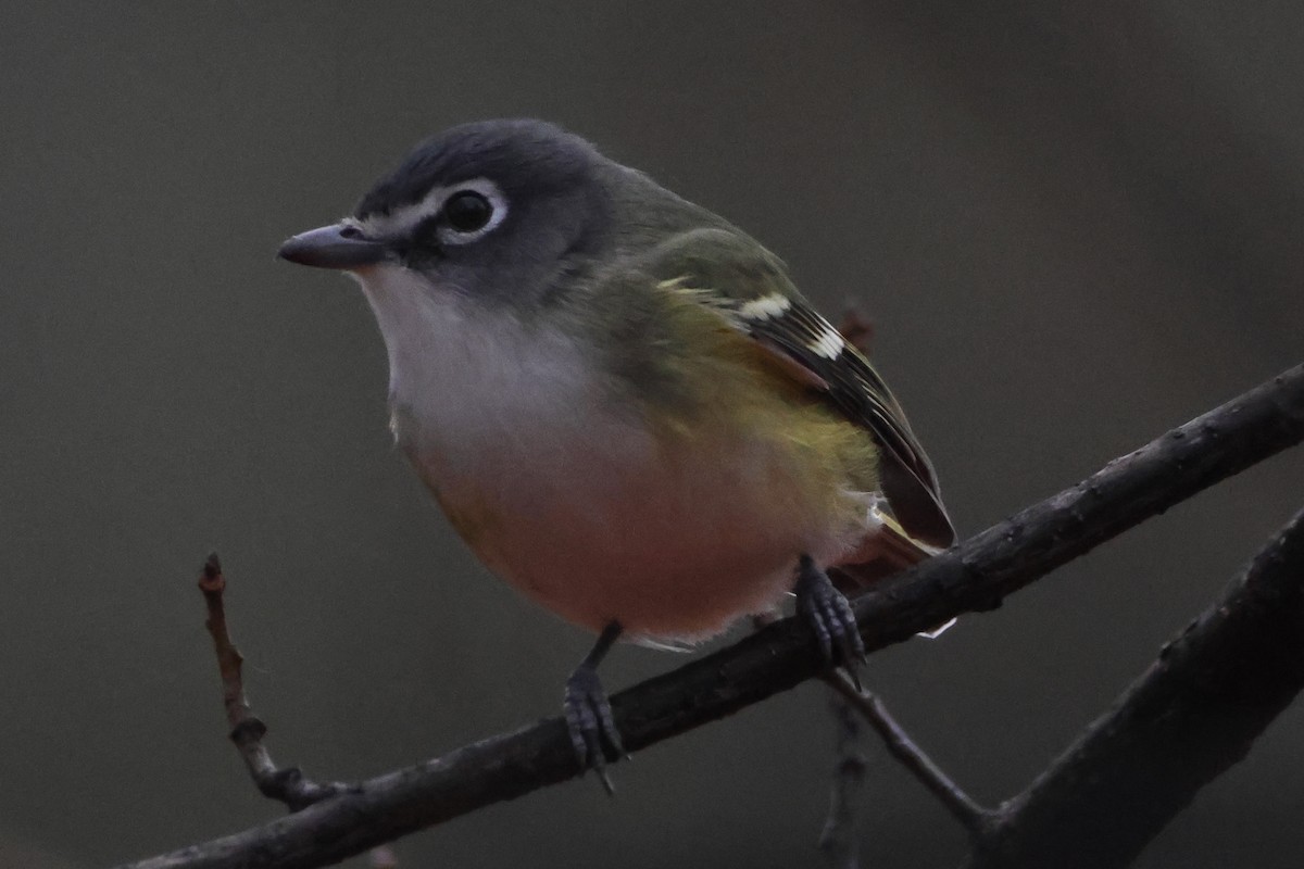 Mavi Başlı Vireo - ML519191371