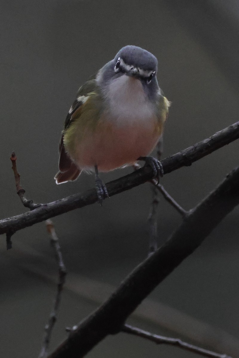 Vireo Solitario - ML519191431