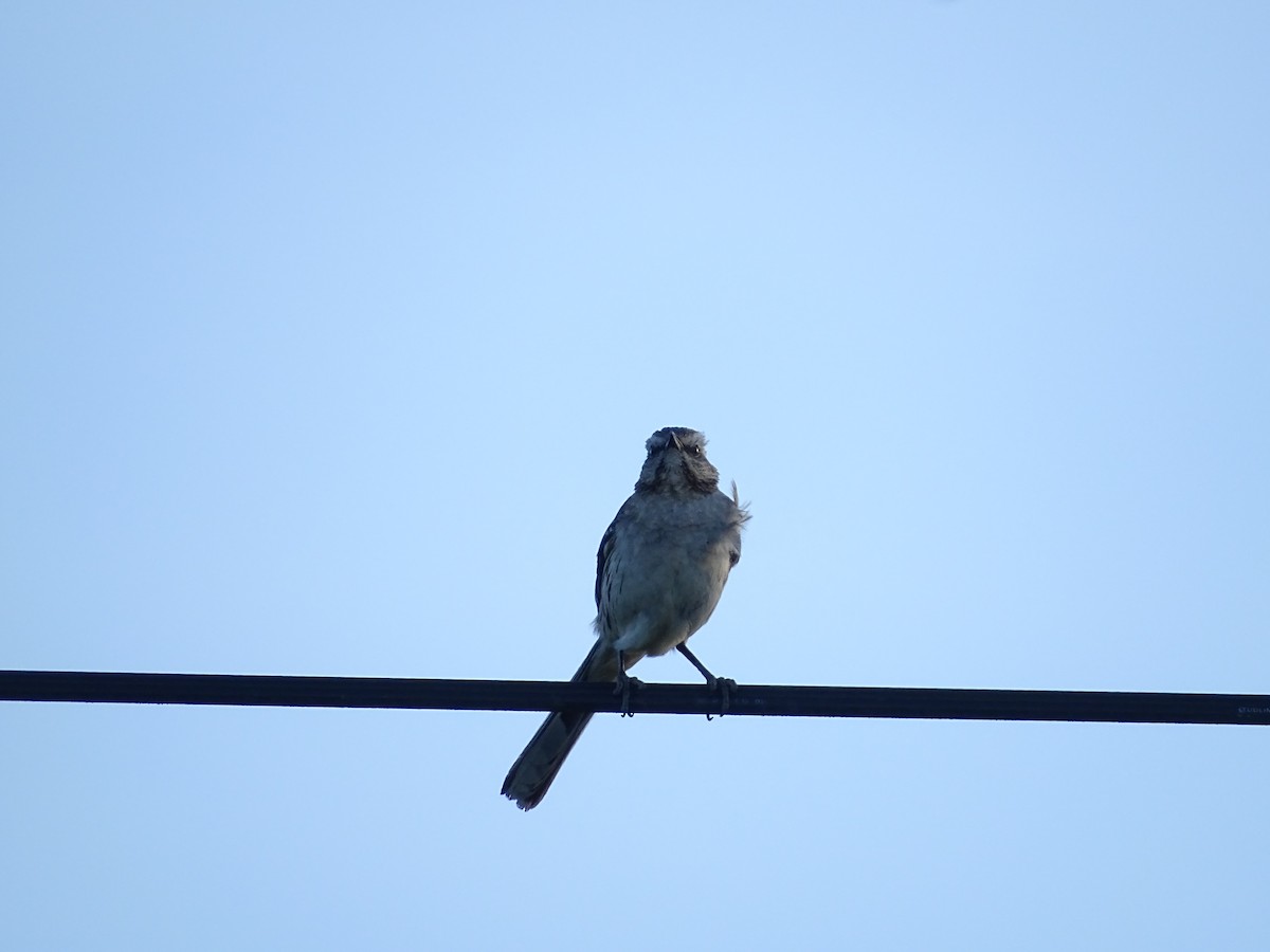 Chilean Mockingbird - ML519191721