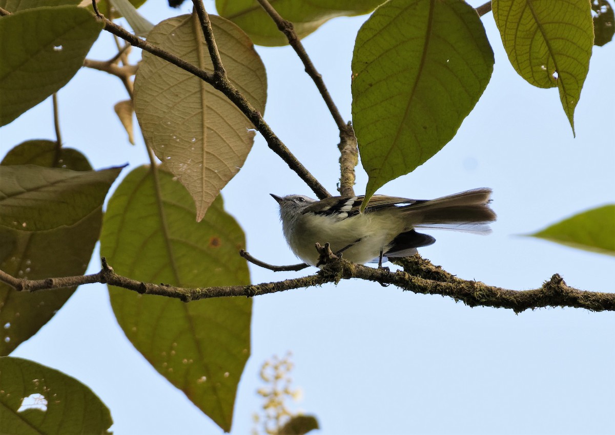 White-banded Tyrannulet - Braydon Luikart