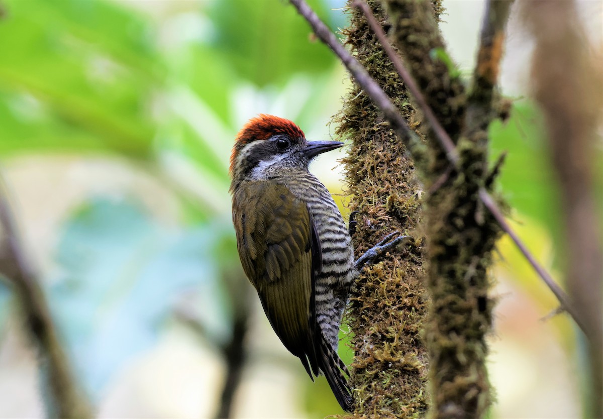 Bar-bellied Woodpecker - ML519193201