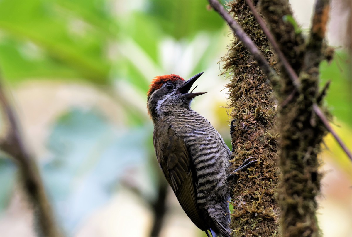Bar-bellied Woodpecker - ML519193211
