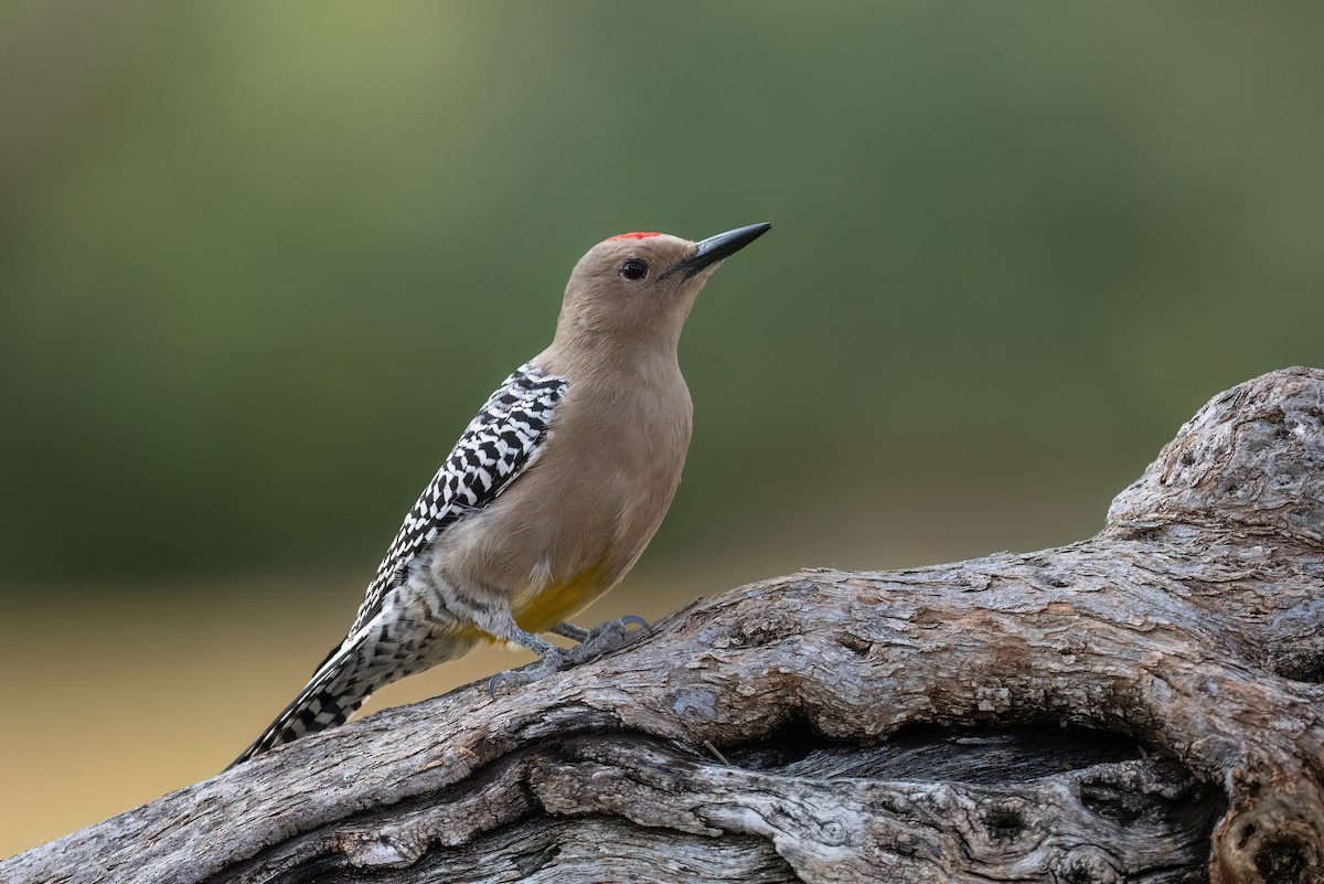 Gila Woodpecker - ML519195301