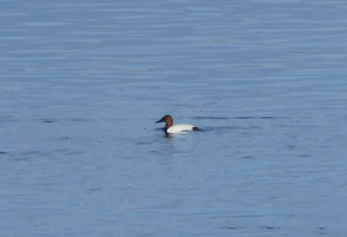 Canvasback - ML519195941