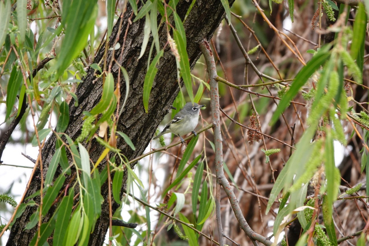 Plumbeous Vireo - ML519196361