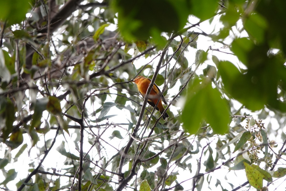 Flame-colored Tanager - Raphael Lusti