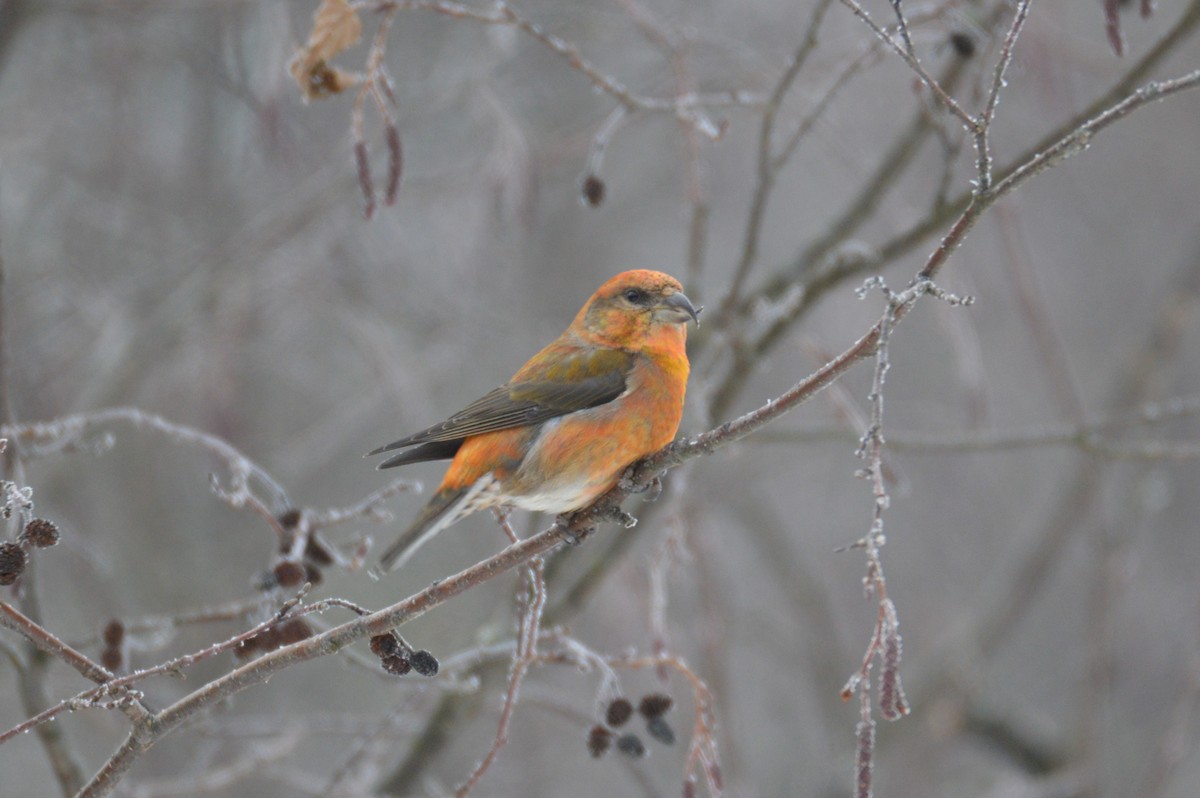 Red Crossbill - ML519197581