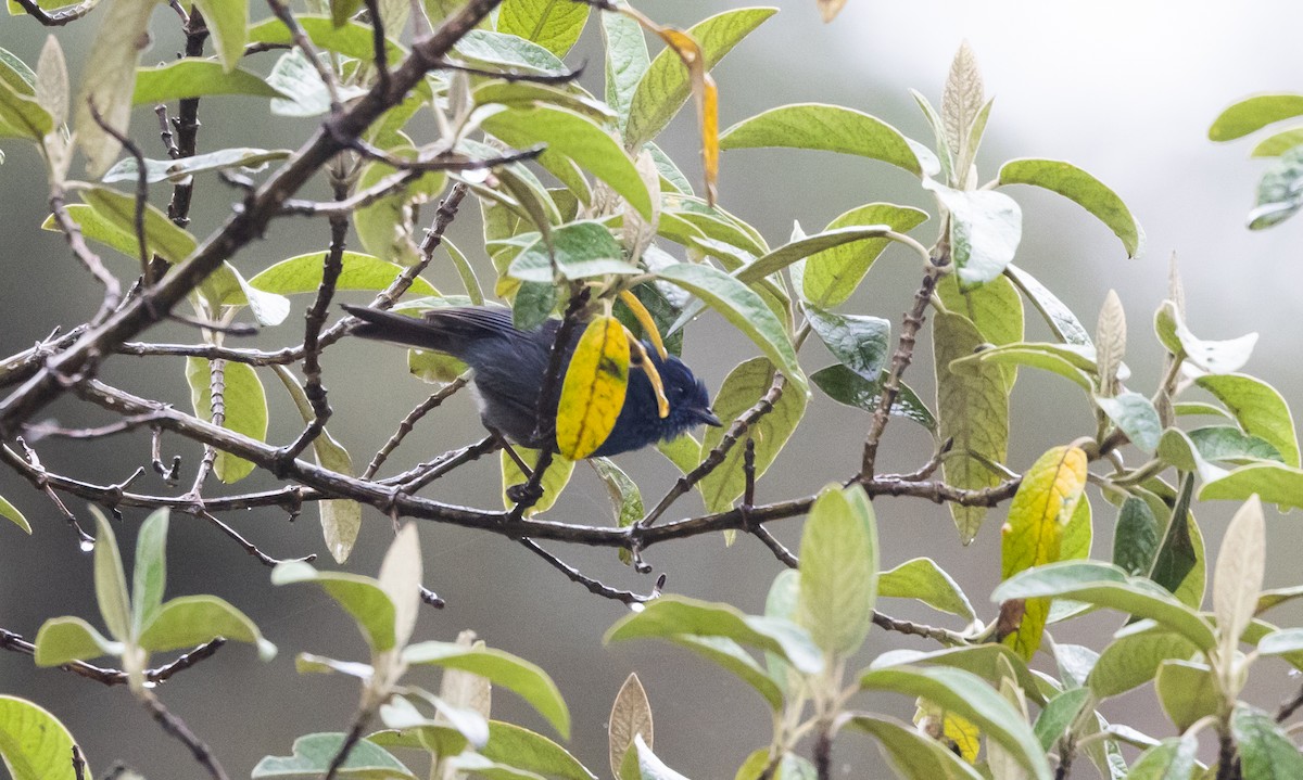 Tit-like Dacnis (parina) - Jay McGowan