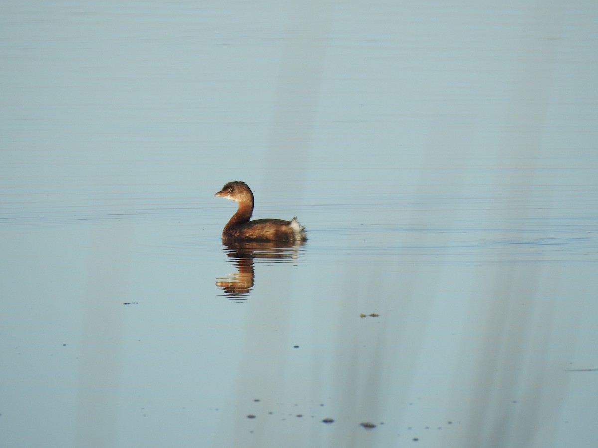 Pied-billed Grebe - ML519198571