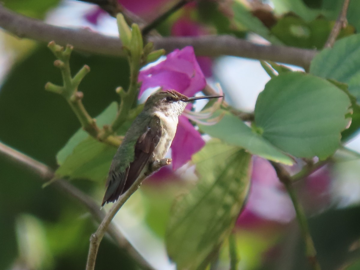 Ruby-throated Hummingbird - Jeanne Kaufman