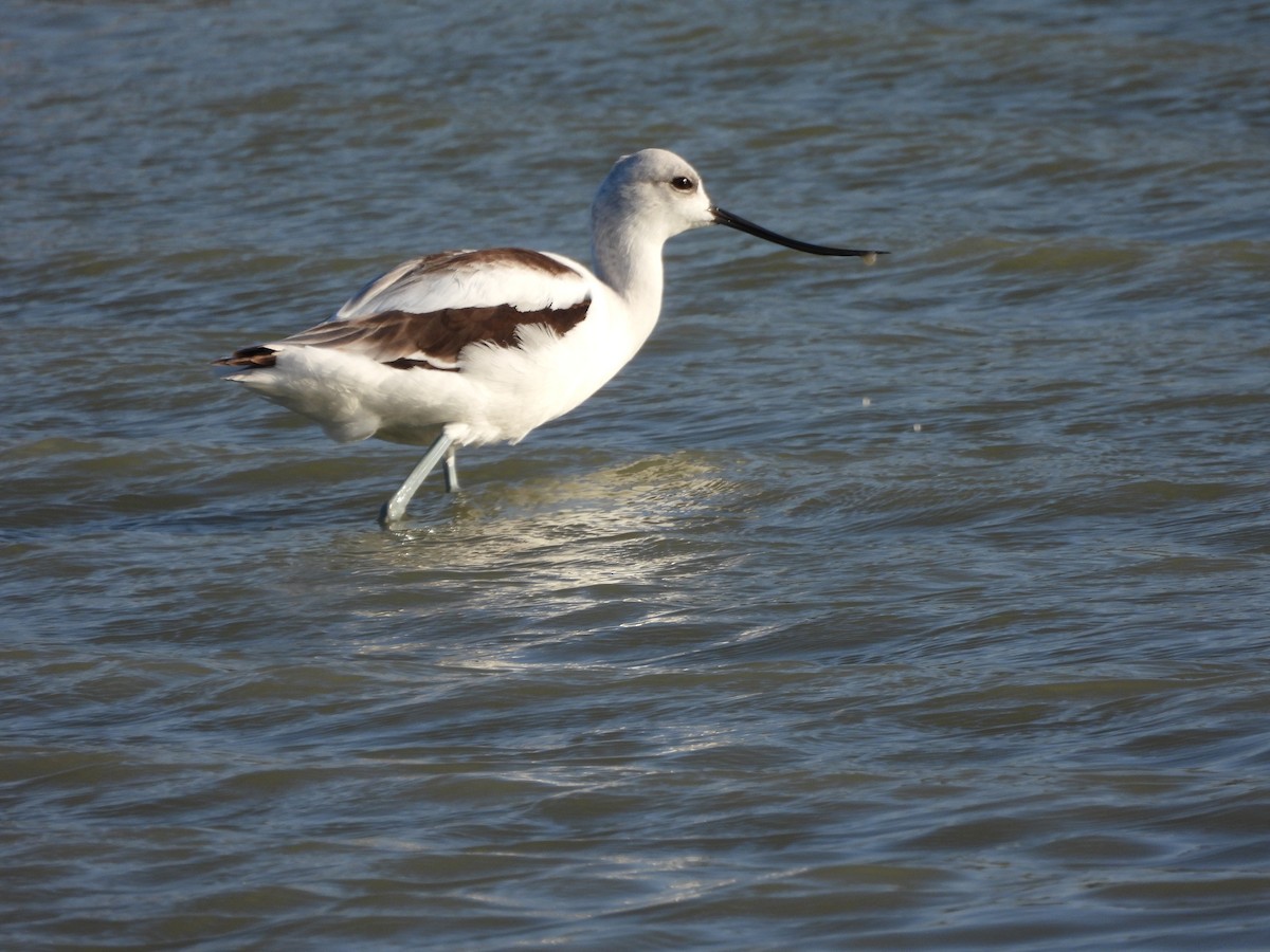 American Avocet - Fritz Davis