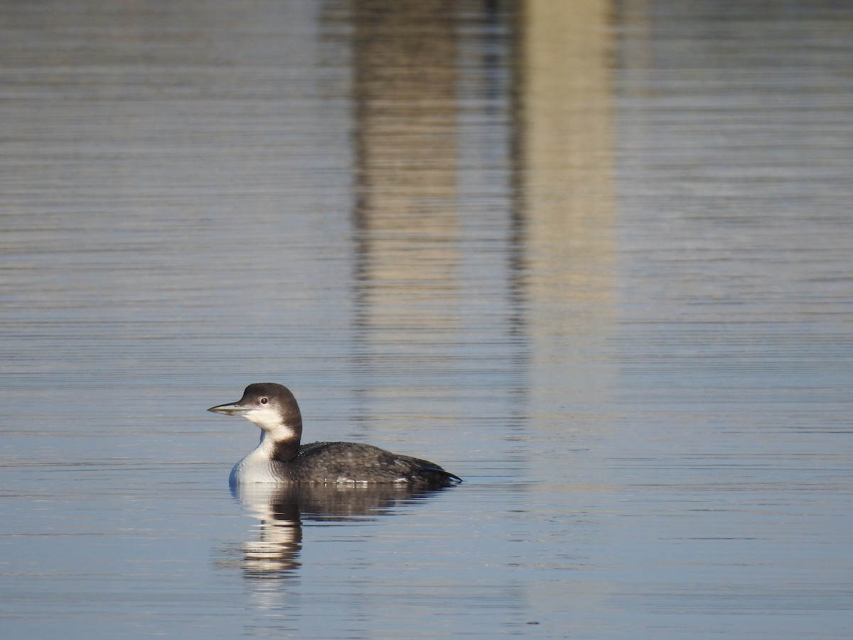 Common Loon - ML519199221