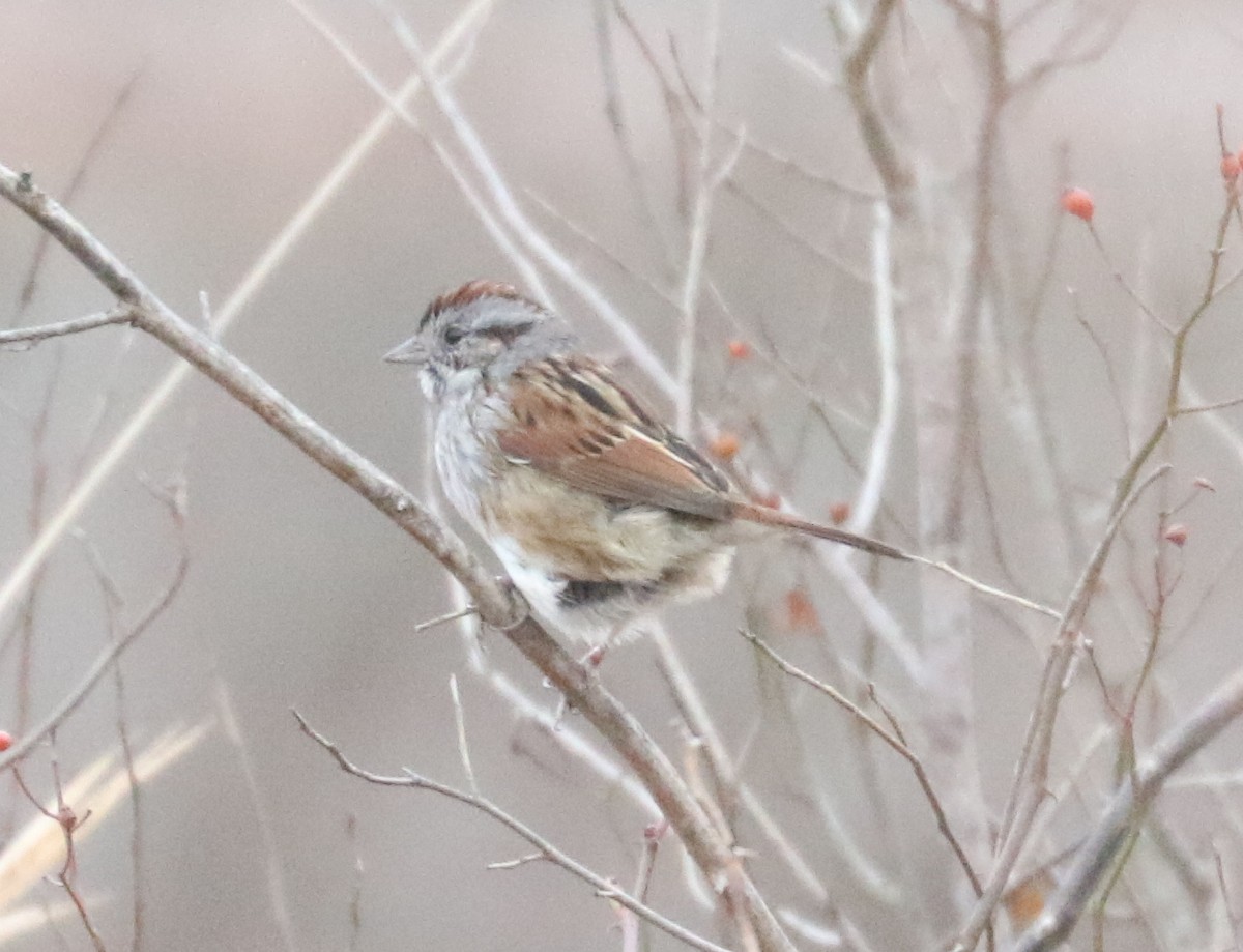 Swamp Sparrow - Bobby Brown