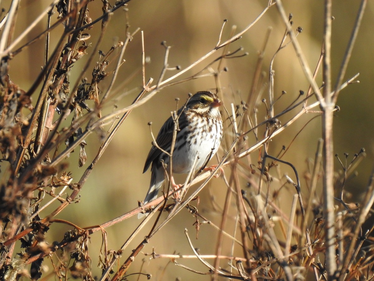 Savannah Sparrow - Mary Forrestal