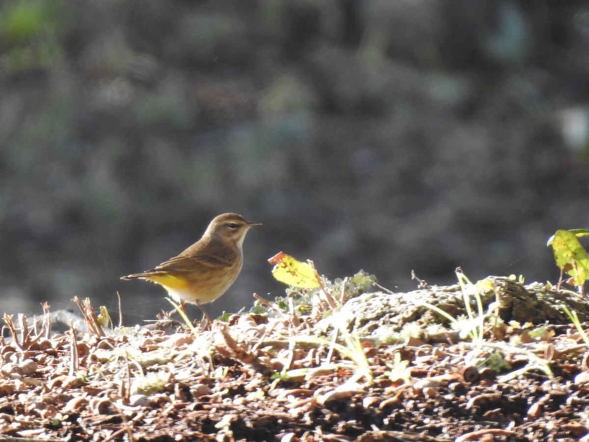 Palm Warbler - ML519200691