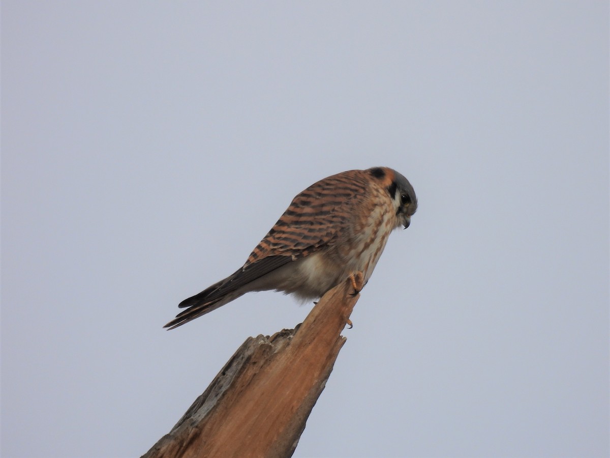 American Kestrel - ML519200881