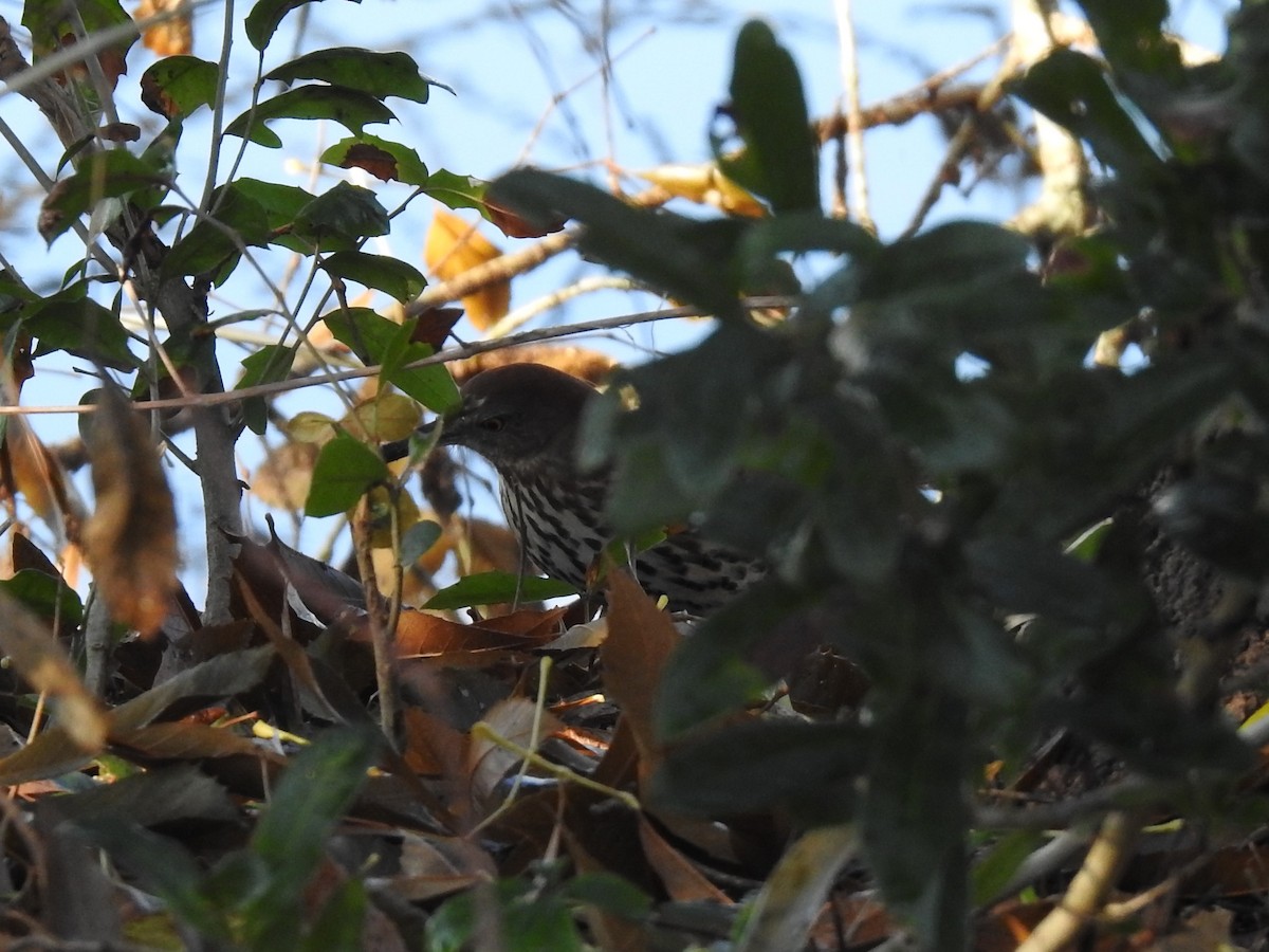 Brown Thrasher - ML519201021