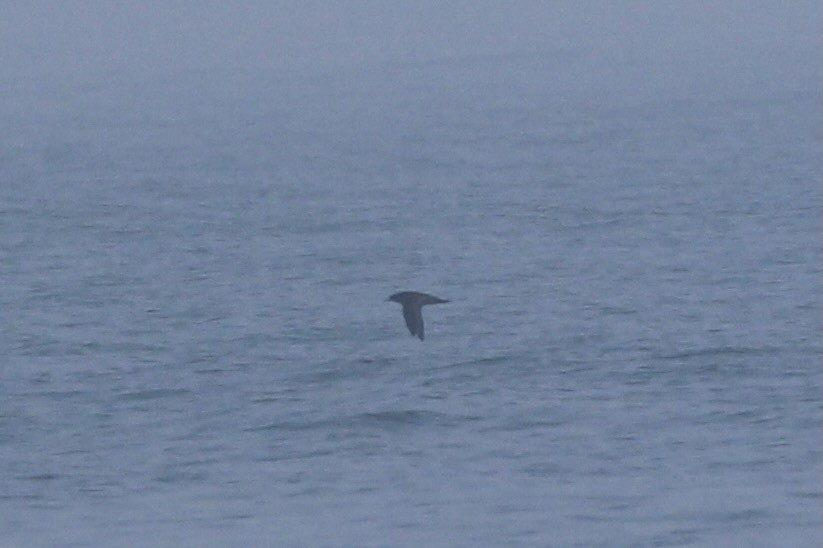 Sooty Shearwater - ML519201131