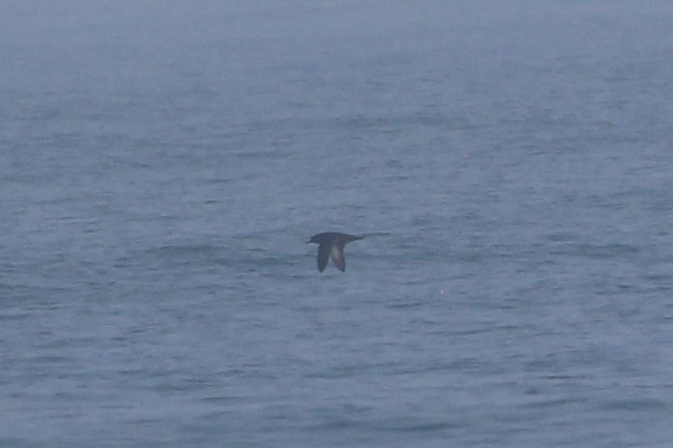 Sooty Shearwater - ML519201281