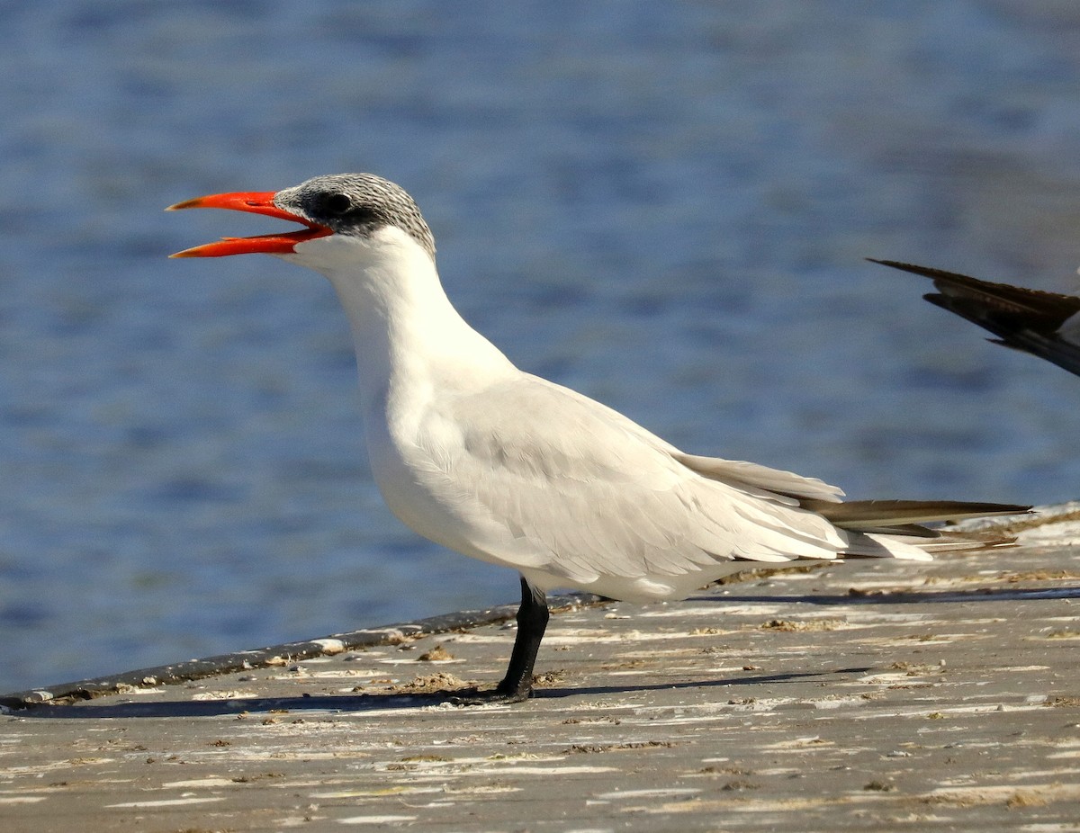 Caspian Tern - Linda  Fell