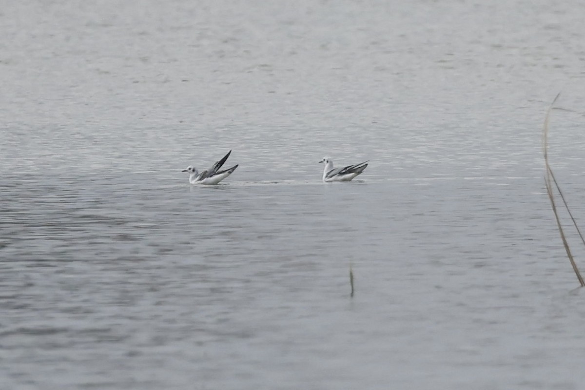 Bonaparte's Gull - ML519202991